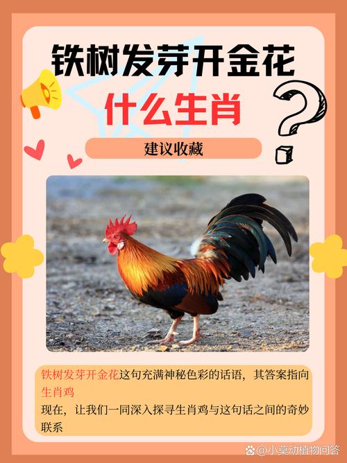 开金花的是什么生肖、开金花是什么生肖最准确
