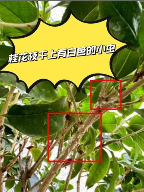 今期特找桂花是什么生肖、今期特找桂花是什么生肖定五数