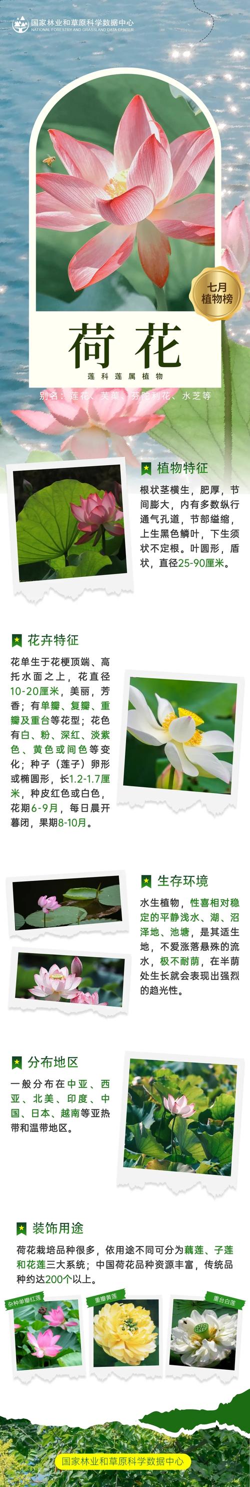 关于“荷花兰李找竹花”代表什么生肖的信息