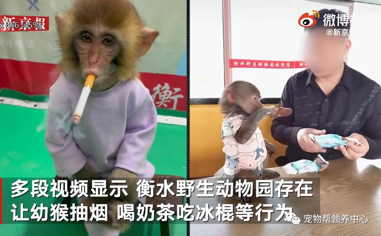 [猴子骂人原版视频]骂人猴子是骂哪里人
