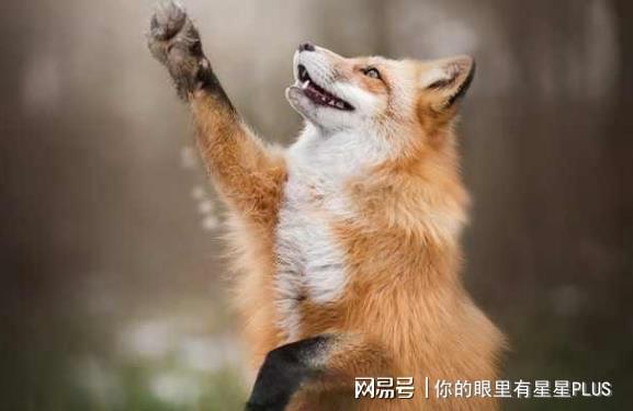 狐狸去了-狐狸去了臭腺就不臭了