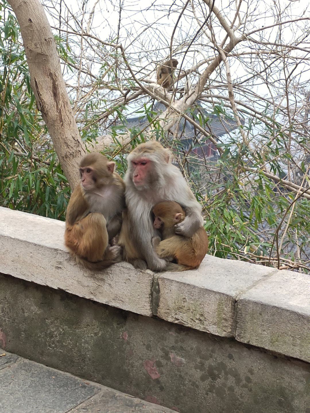 花果山电报猴无消音视频-花果山电报猴无消音视频百度网盘