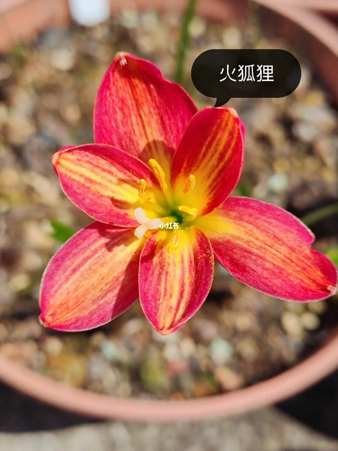 详细阅读:火狐狸钱包,火狐狸钱包中文版 火狐狸钱包,火狐狸钱包中文版