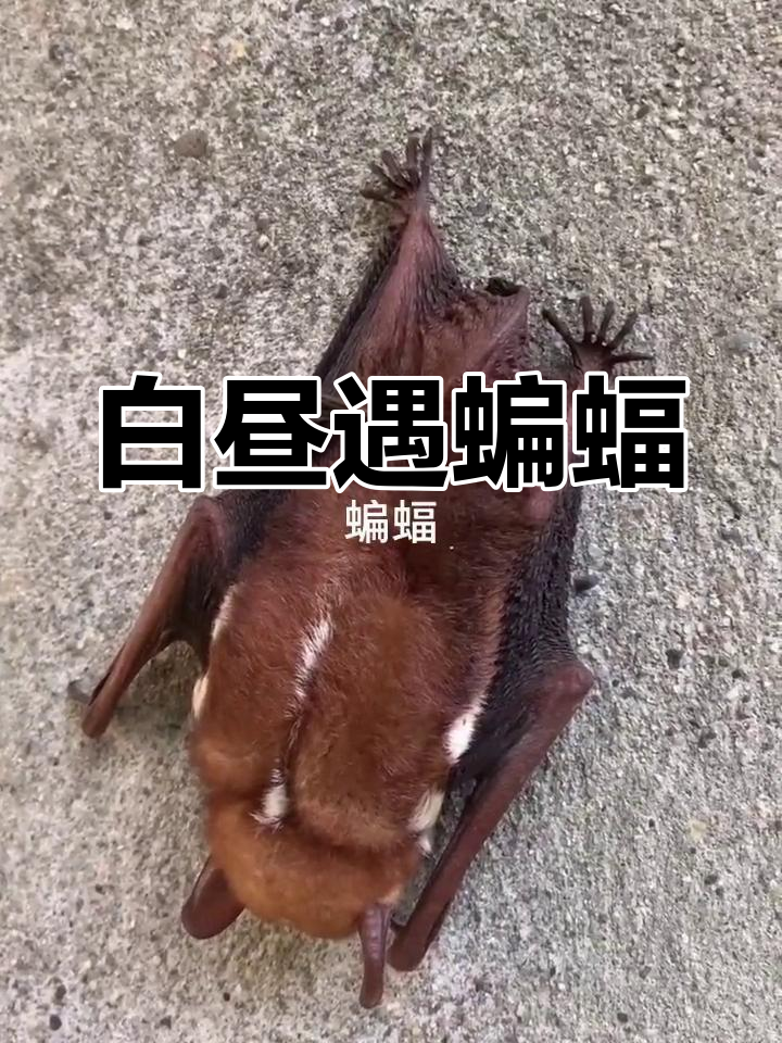蝙蝠读音、蝙蝠读音是一声还是三声
